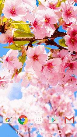 すべての美しい花の画像 トップ100 桜 ライブ 壁紙
