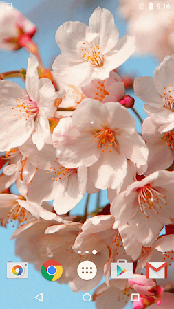 桜ライブ壁紙 美しい写真 による無料ダウンロード Freewps Sakuralivewallpaper