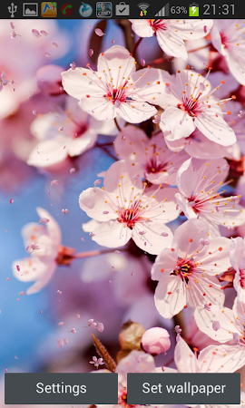 Fleurs Cerisier Fond Décran Téléchargement Gratuit