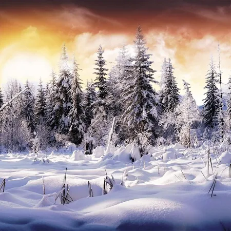 Winter Hintergrundbilder Kostenlos Herunterladen Winterlivewallpaperpic