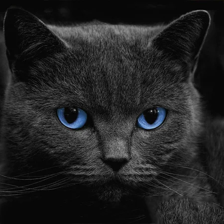 黒猫ライブ壁紙 による無料ダウンロード Blackcatslivewallpaperapp