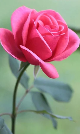 HD Rose Flowers Live Wallpaper मुफ्त डाउनलोड। -  